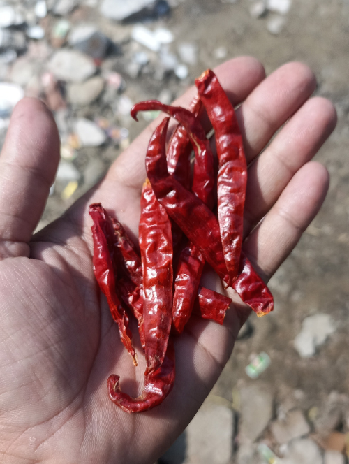 Red Chilli Used By MAsala Farms