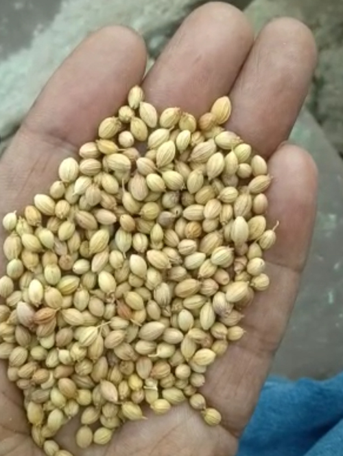 Coriander Used By Masala Farms